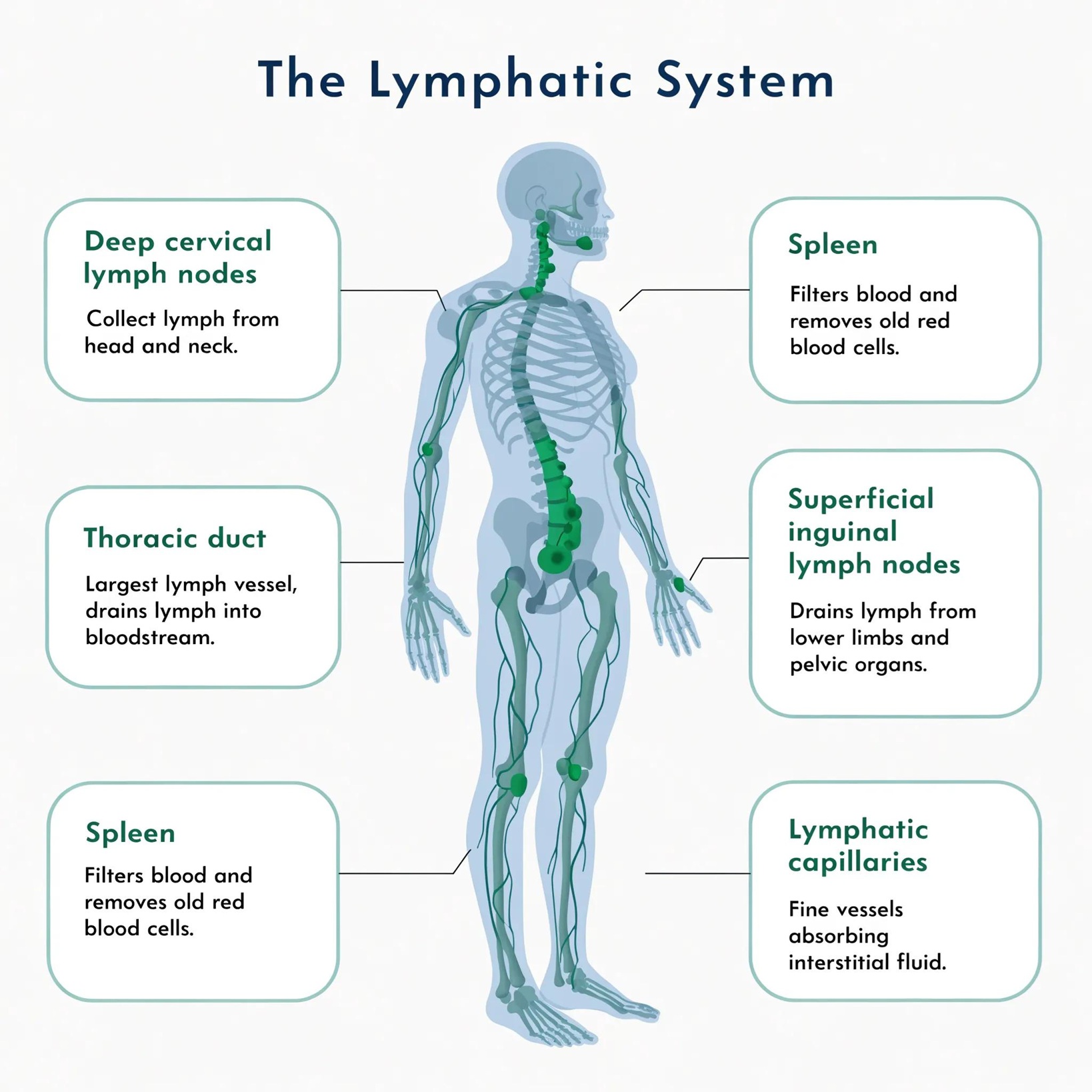 Diagram of the lymphatic system used to explain lymphatic drainage massage to Sussex County patients